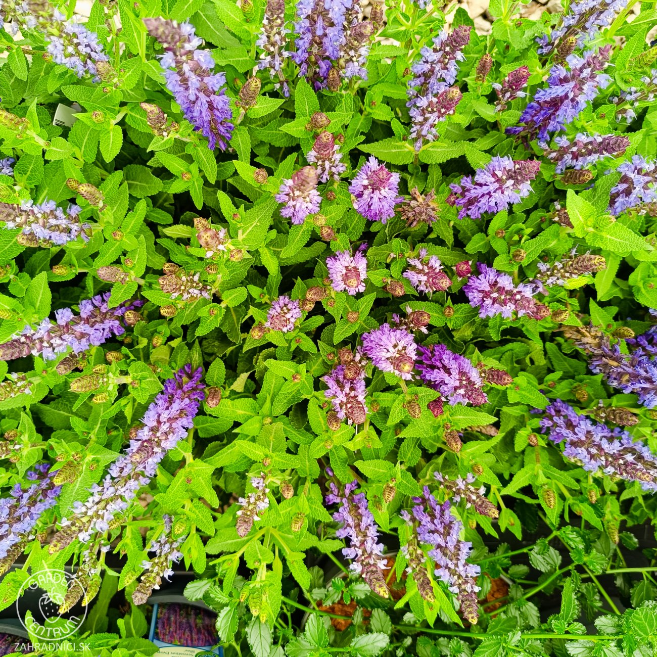 Obrázok Veronika špicatá (Veronica spicata) ‘ANNIVERSARY BLUE’ - kont. C1L
